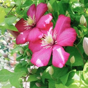 Meet your Posher, Trayana